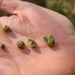 stade bourgeon noisetier